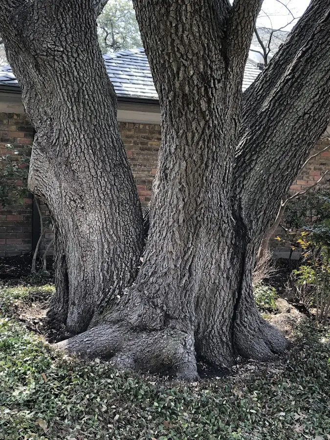 Mature heritage tree close to a Pleasant Hill property cared for by certified arborists